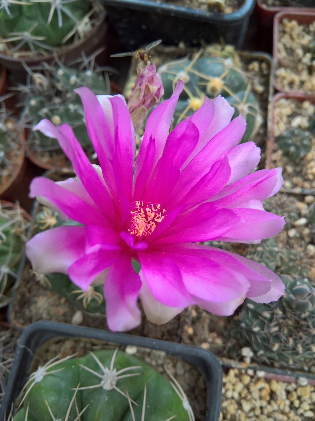 GYMNOCALYCIUM denudatum Jan Suba